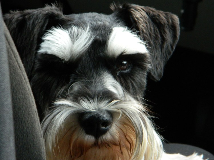 Ризеншнауцер нестриженный