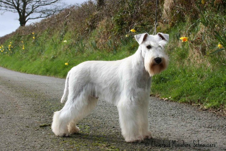 Цвергшнауцер стрижка ирокез