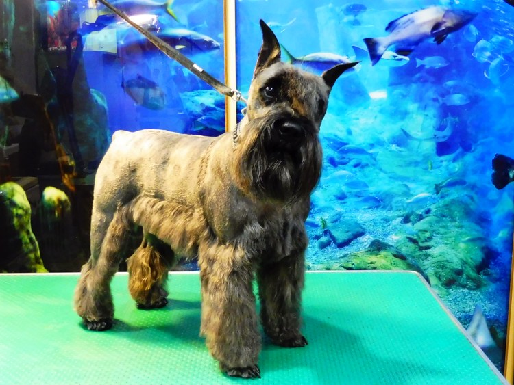 Порода шверцнауцер