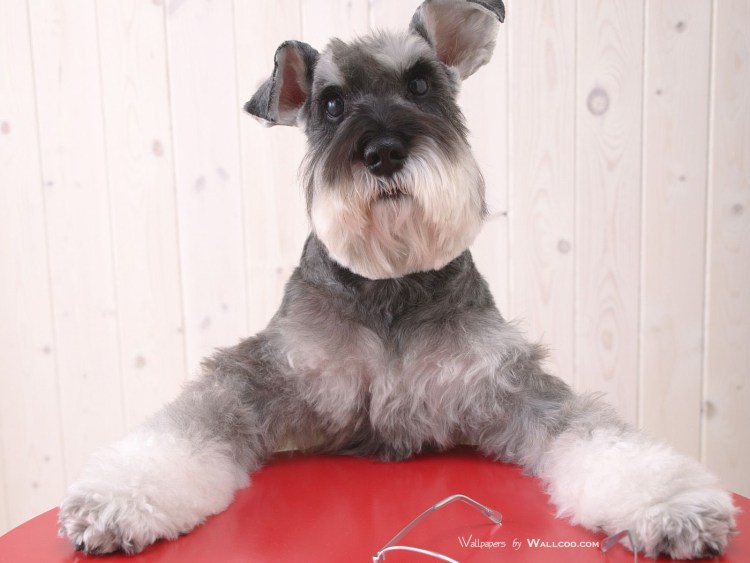 Миттельшнауцер коричневый