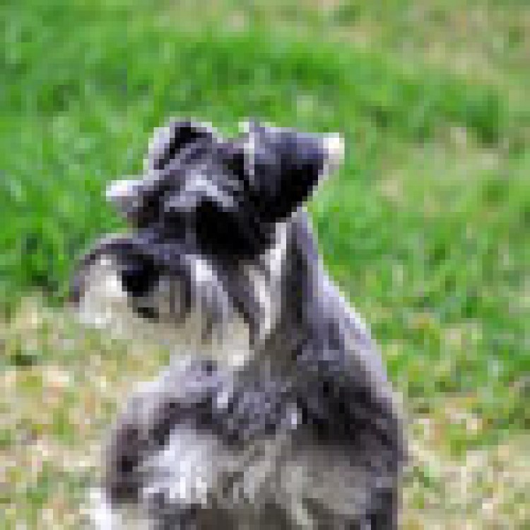 Цвергшнауцер терьер