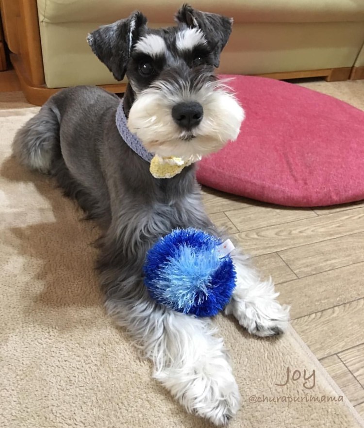 Тримминг собак