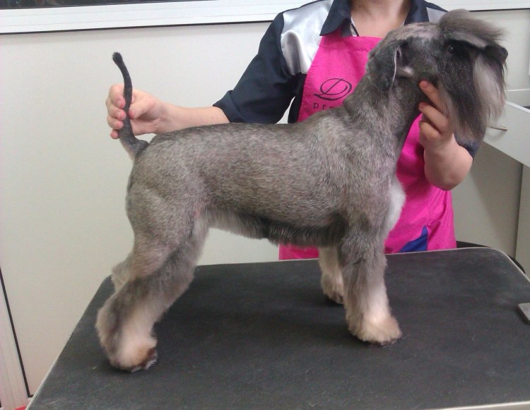 Стрижка собак Москва