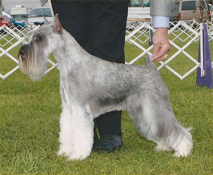 Цвергшнауцер стрижка тримминг