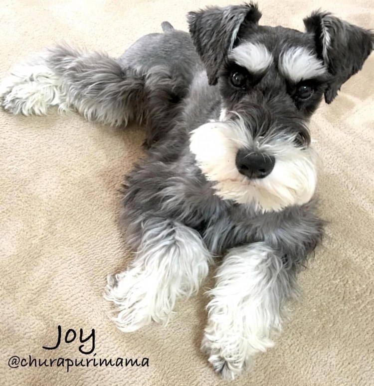 Бородатый шнауцер