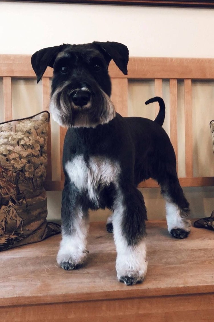 Цвергшнауцер стрижка тримминг