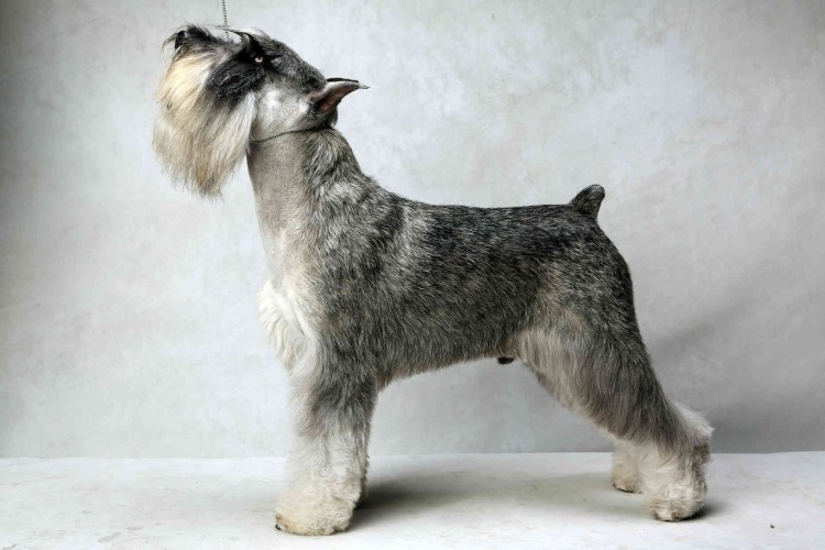 Средний шнауцер Миттельшнауцер