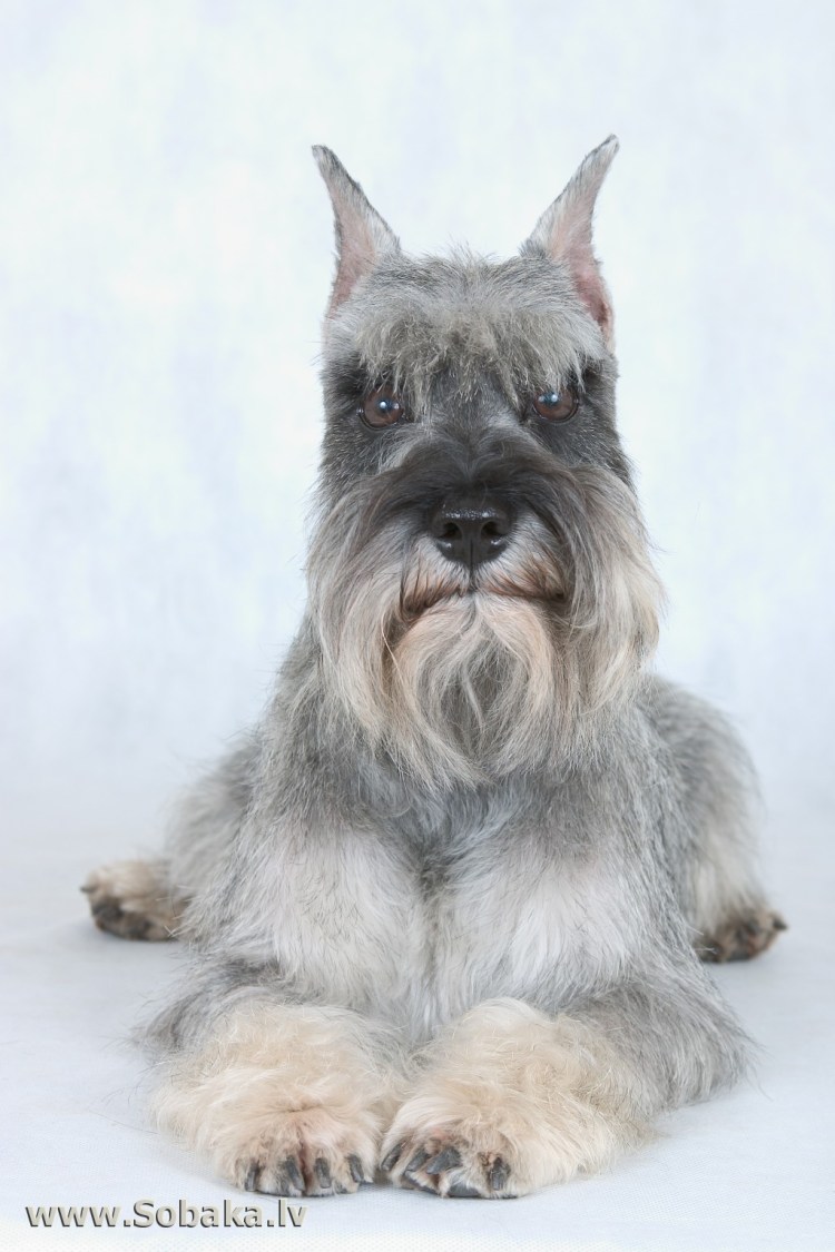 Вайс шнауцер