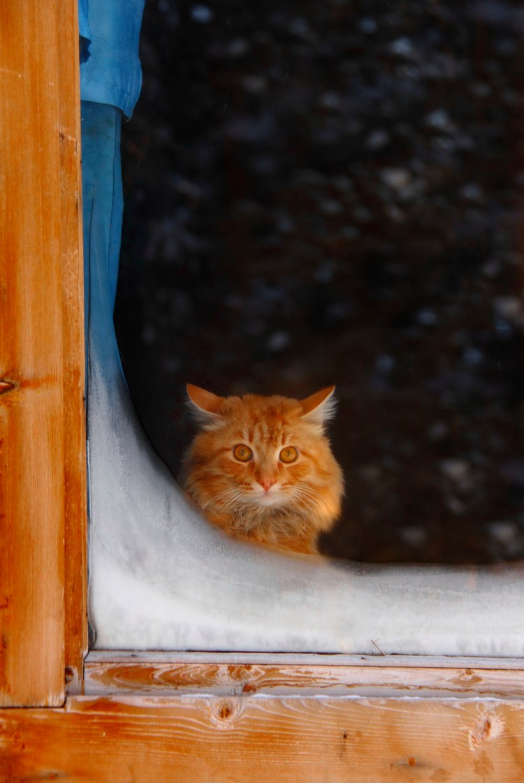 Кошка на зимнем окошке