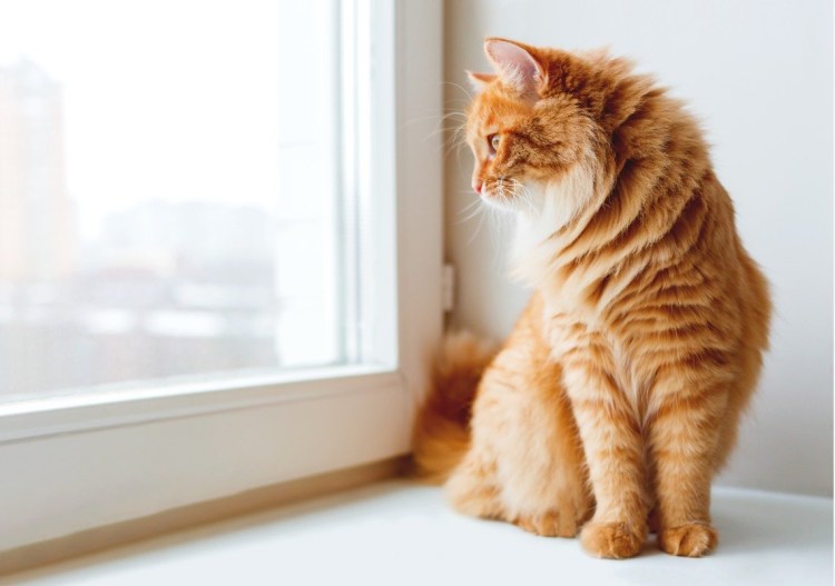 Рыжий кот на окне