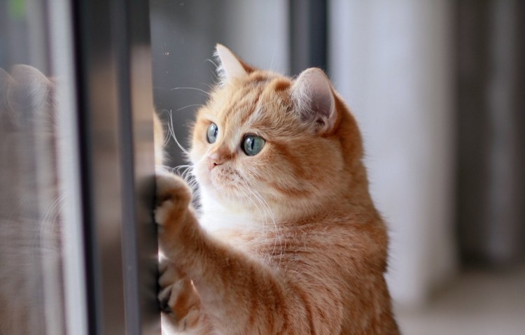 Рыжий кот на окне