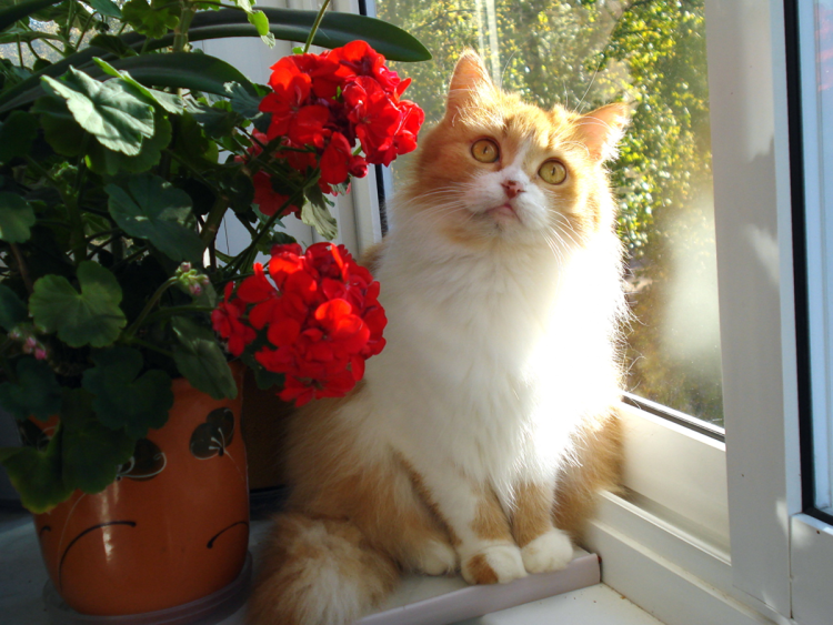 Рыжий кот на подоконнике