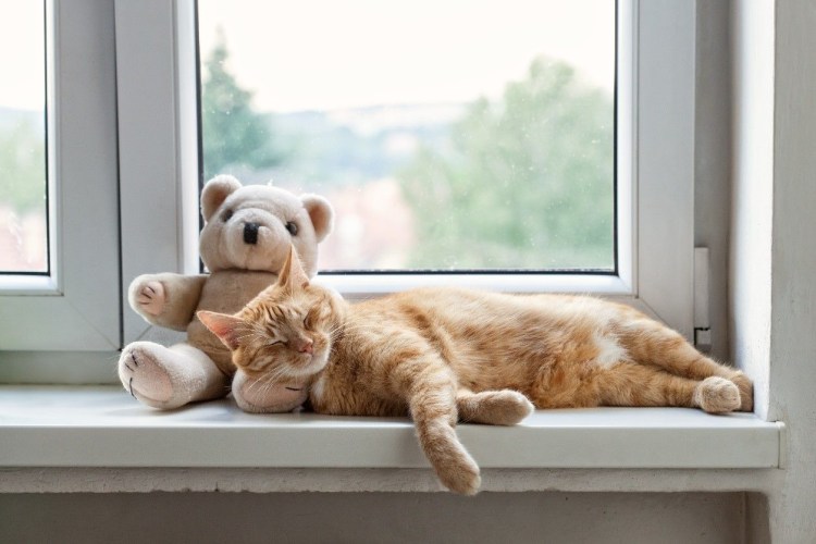 Рыжий кот на подоконнике
