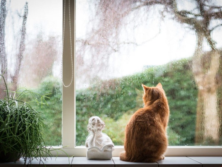 Кот сидит на подоконнике