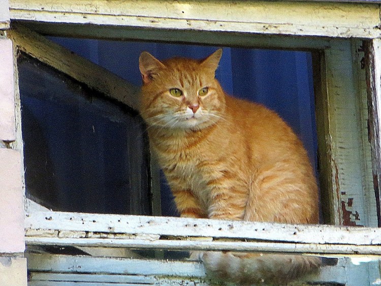 Кот в форточке