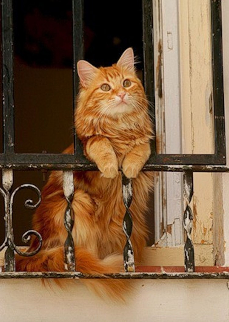 Рыжий кот на окне