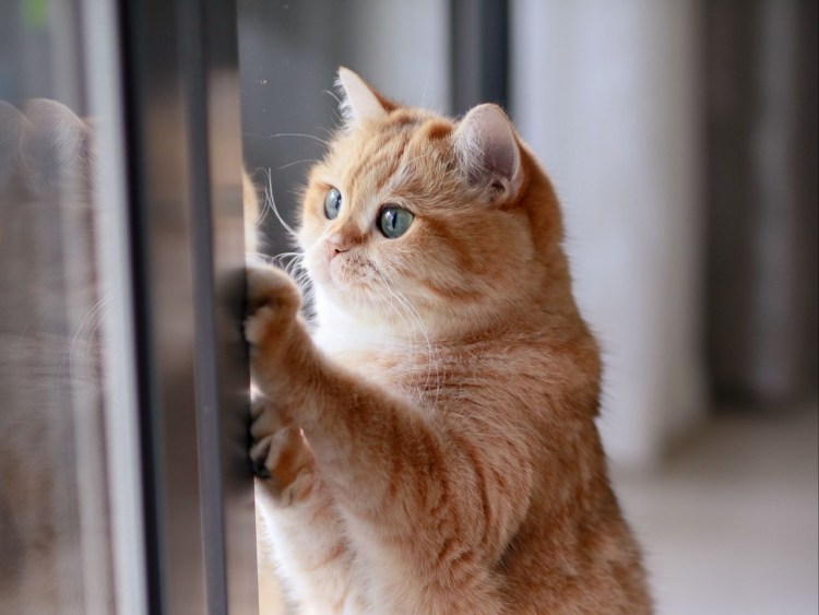 Задумчивый рыжий кот