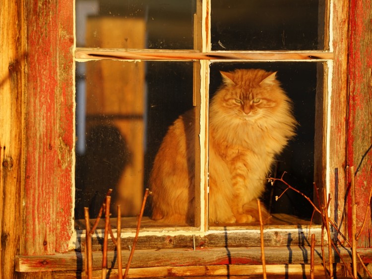 Кошка на окне