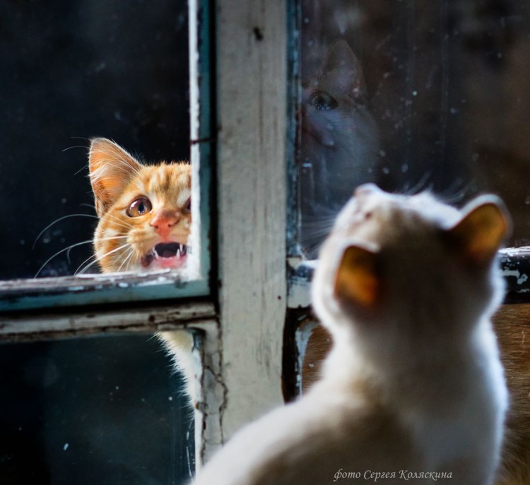 Кот смотрит в окно