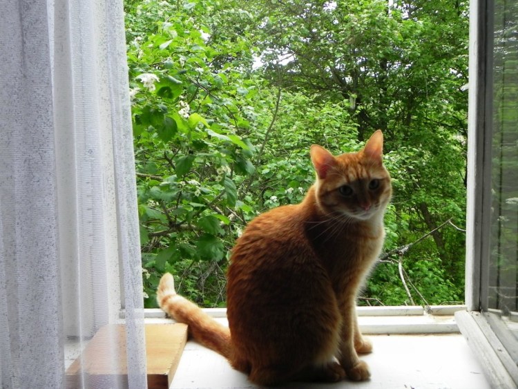 Рыжий кот на окне