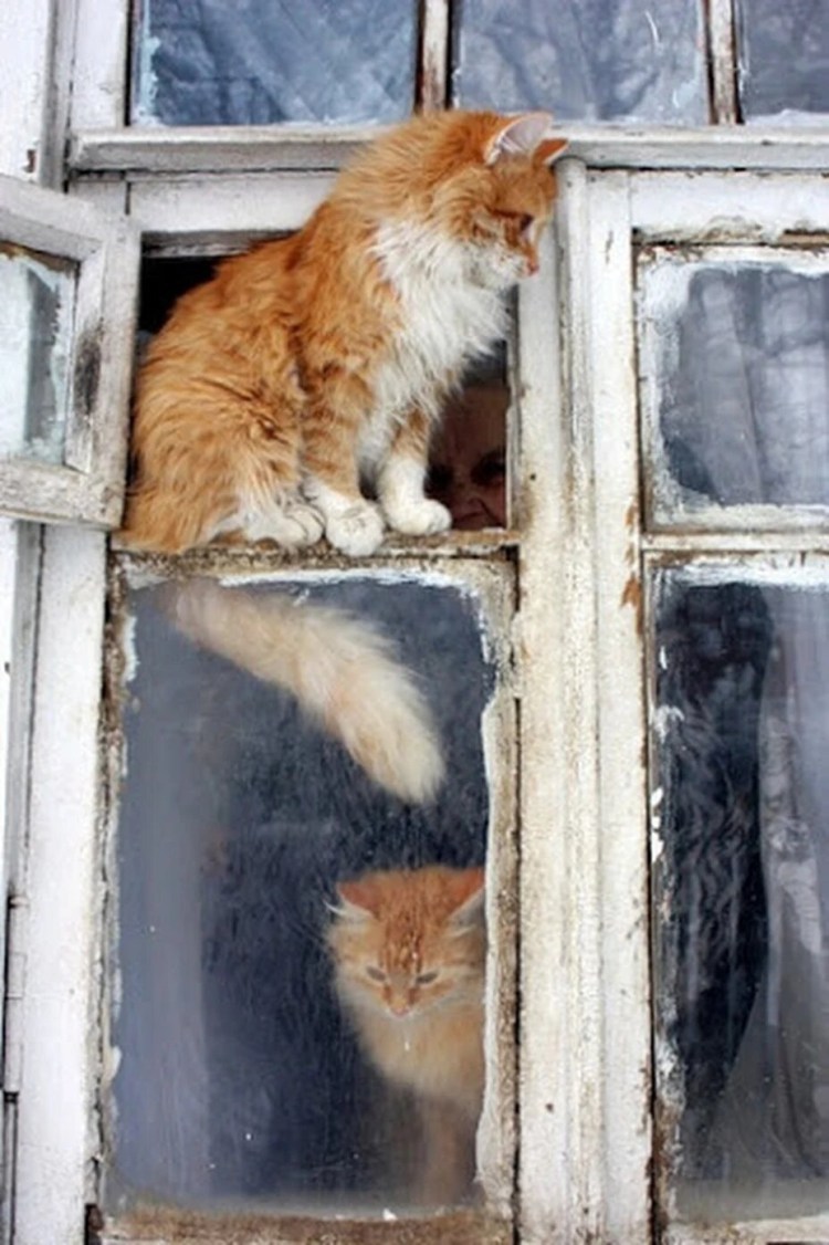 Коты на окне