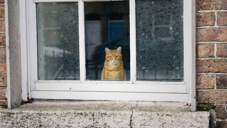 Кот на окне