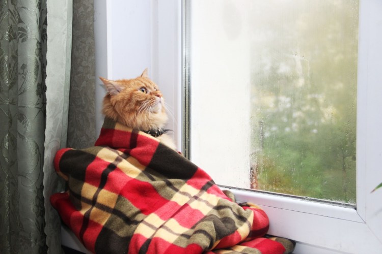 Кот в пледе у окна