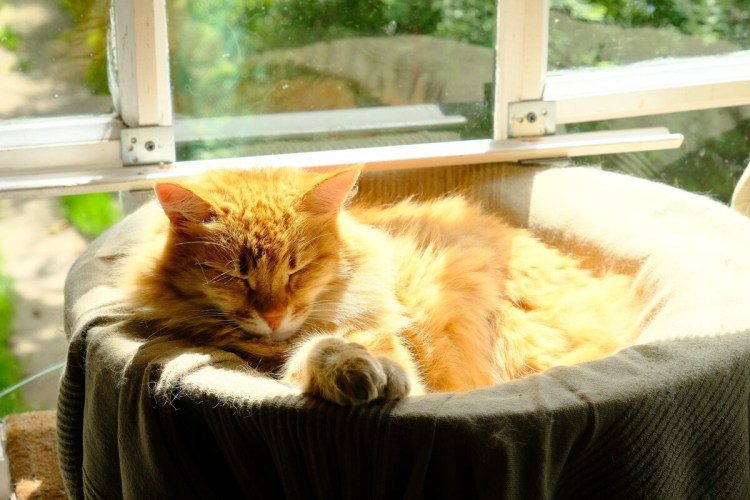 Рыжий кот на окне на солнце
