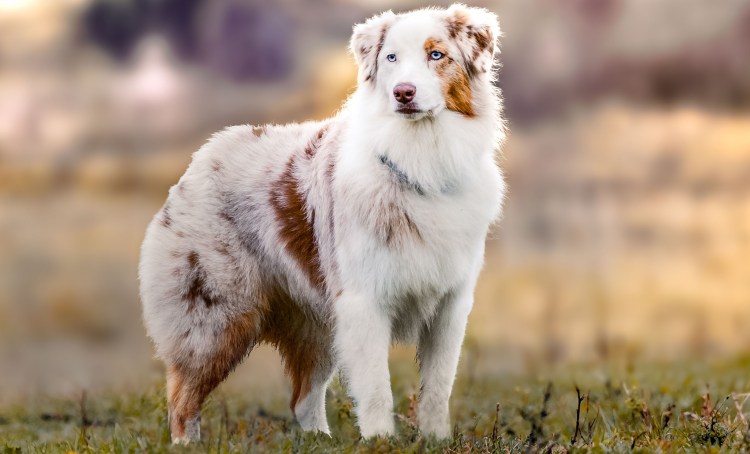 Седая собака