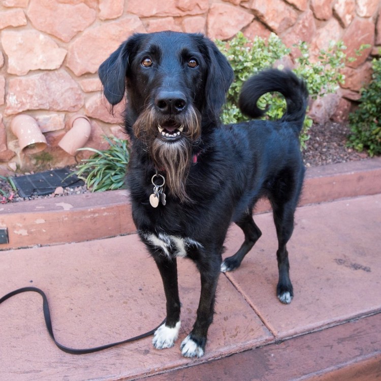 Бельгийский грюнендаль