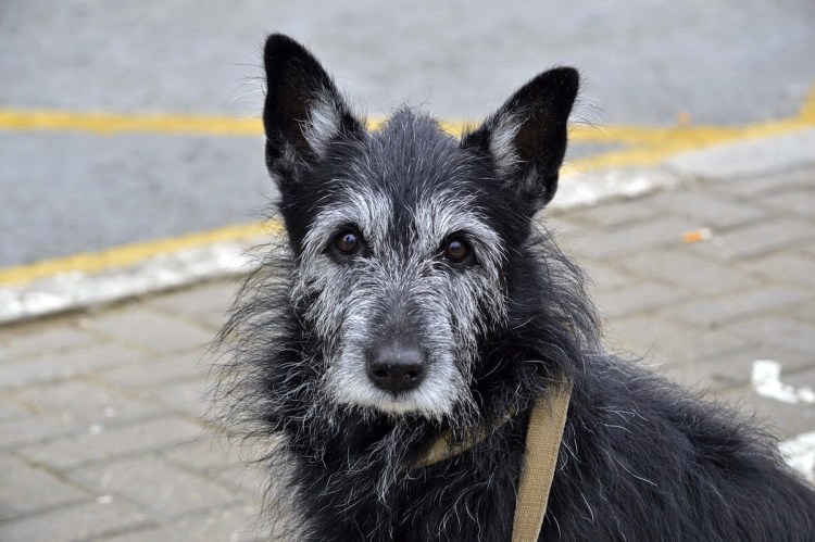 Овчарка Квазимодо