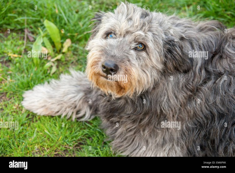 Борзая Эрис собака