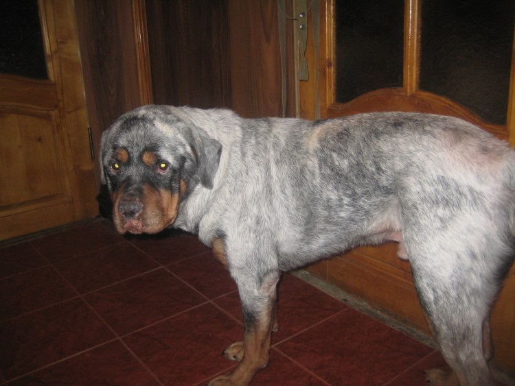 Терьер серый лохматый