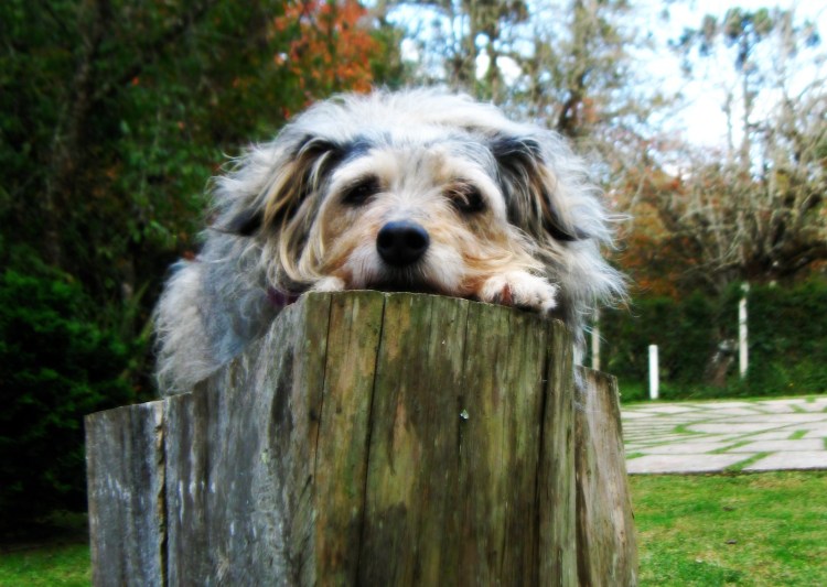 Афганская борзая овчарка