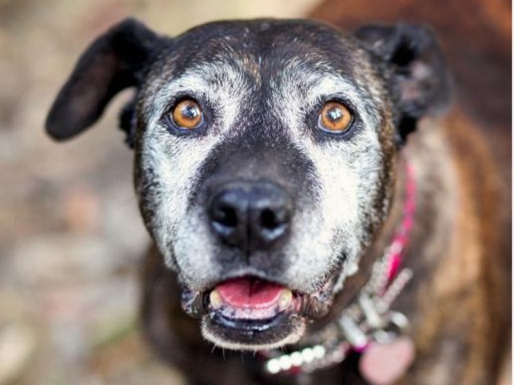 Венгерская овчарка Муди мраморная