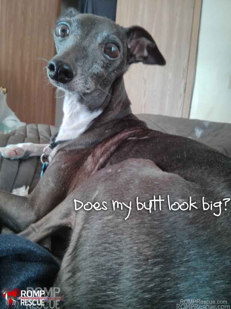 Ирландский волкодав