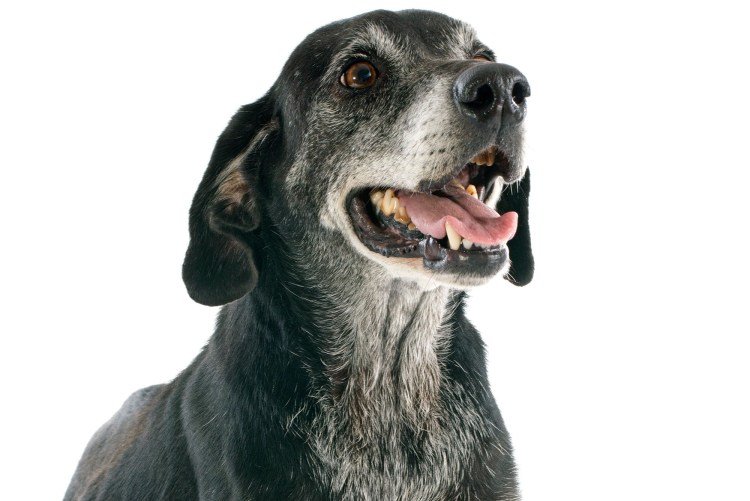 Седая собака