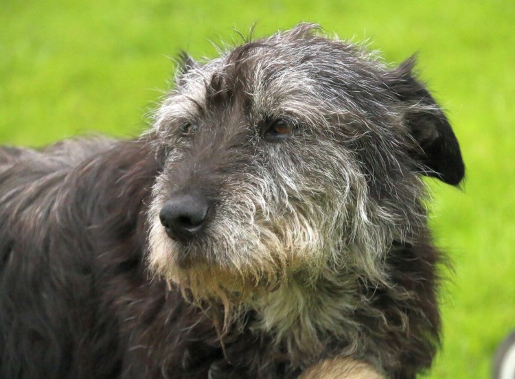 Венгерская порода пастушьих собак Муди