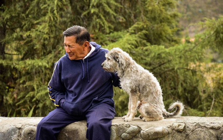 Ши тцу альбинос