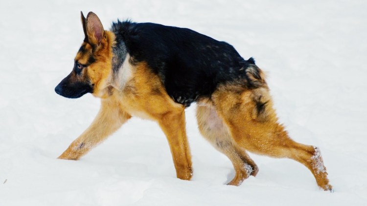 Мохнатый щенок с сединой