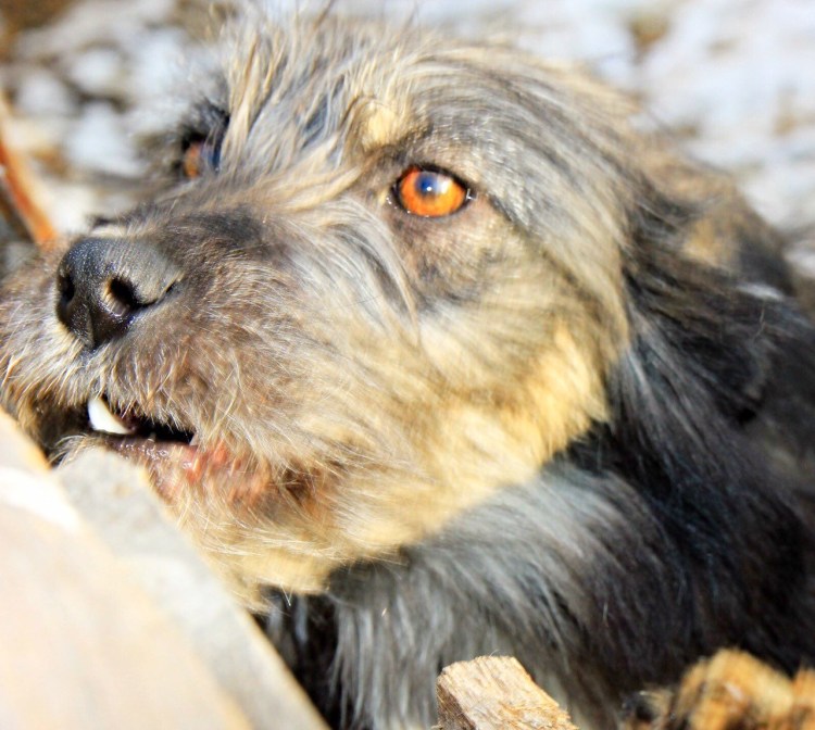 Муди (венгерская пастушья собака)