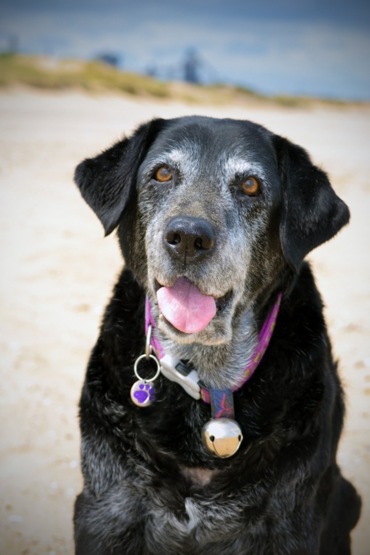 Любопытная морда черной с сединой собаки