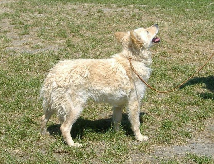 Венгерская пастушья Муди