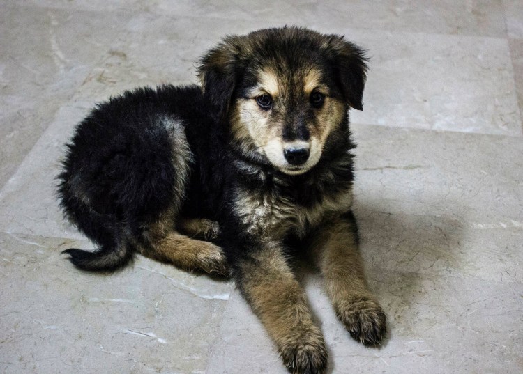 Серебристый ротвейлер белая