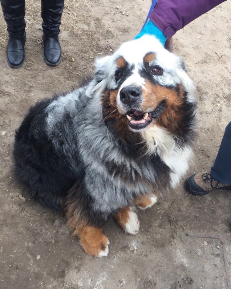 Китайская хохлатая уродливая