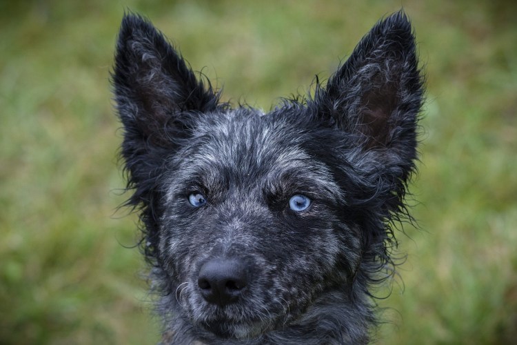 Венгерская овчарка Муди