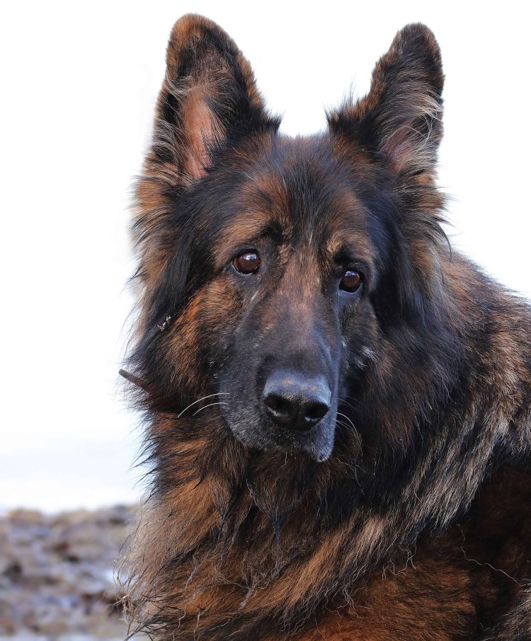 Венгерская овчарка Муди