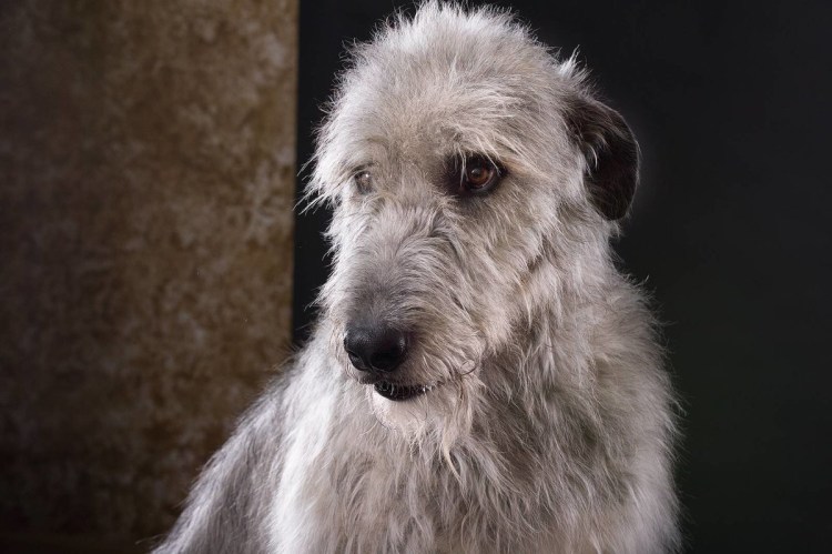 Седина у собак