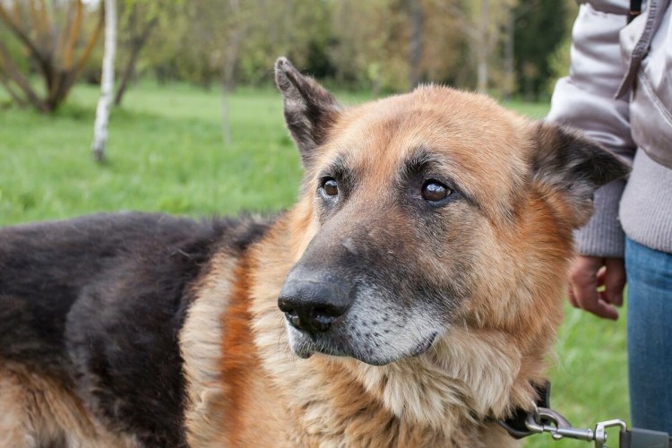 Собака Мэгги