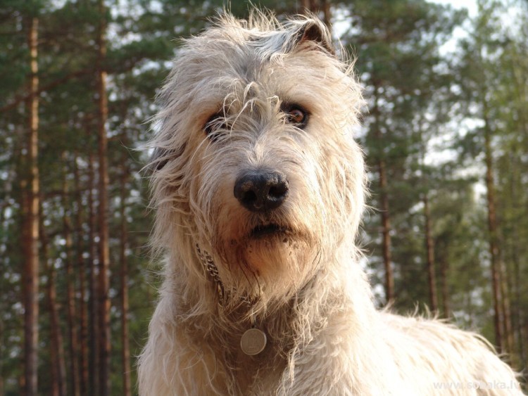 Харцер Фукс